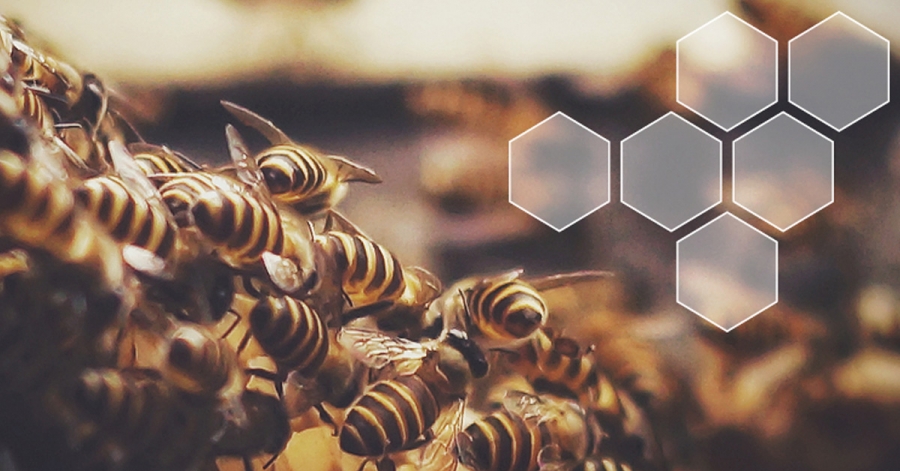 « La détection des maladies des abeilles mellifères grâce à la surveillance des changements dans les profils volatils » par Maggie Gill - Keele University, Royaume-Uni