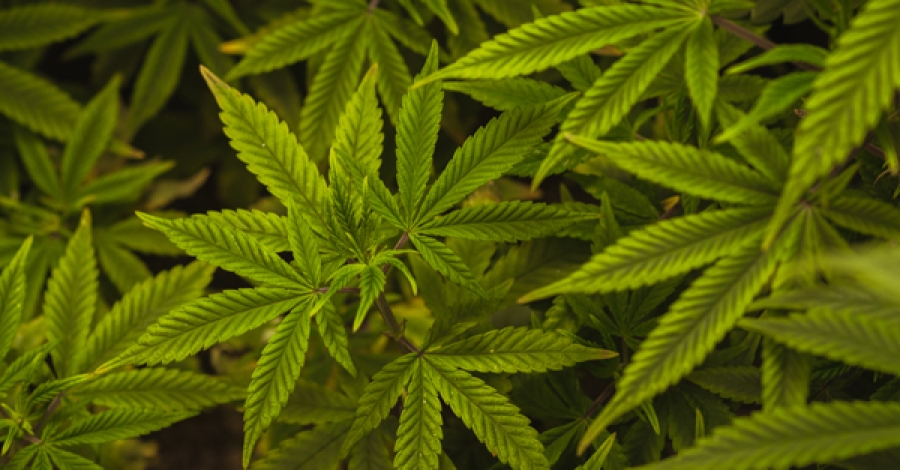 Des questions sur le cannabis ? Des réponses en une seule injection